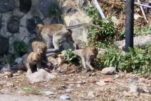 Ratusan Kera dari Pegunungan Wilis Turun ke Permukiman Desa Ngebel Ponorogo