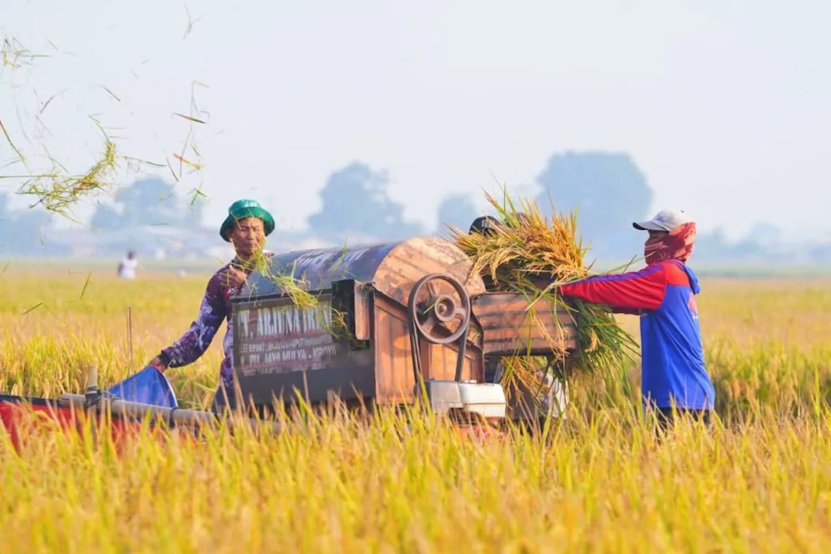 Bapanas: Rata-rata Harga Gabah Petani Mencapai Rp7.000/Kg, Lebih Tinggi dari HPP