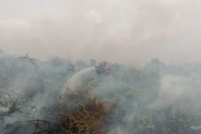 Kebakaran Hutan 15 Hektare di Bengkalis, Kemenhut Ungkap ...