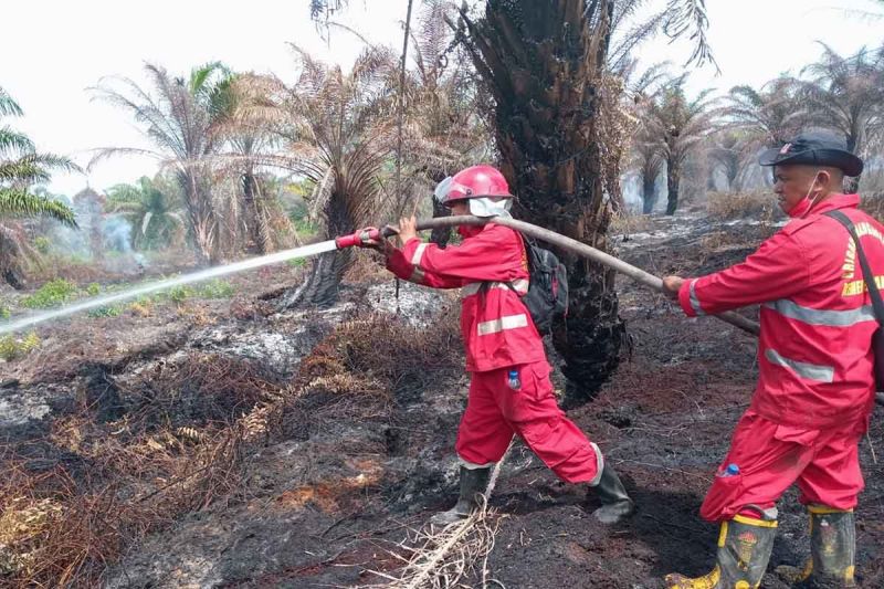 Kebakaran Hutan 30 Hektare di Nagan Raya, Manggala Agni Dikerahkan Padamkan Karhutla.