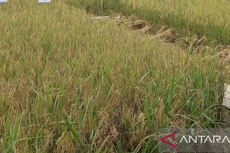 Panen Padi Bangka Selatan Diproyeksi 30.000 Ton pada 2026, Bulog Siap Serap Gabah.