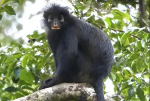 Penemuan Langka! Likweli, Si Monyet Baru dari Hutan Kongo yang Baru Terungkap ke Dunia