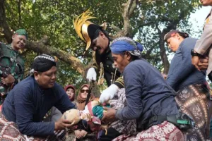 Ribuan Warga Padati Upacara Saparan Bekakak di Gamping, Sleman