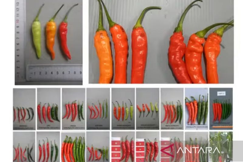 BRIN Kembangkan Cabai Rawit Hibrida CR 58, Produktivitas ...