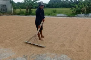 Dinas Pertanian Lebak: Pro...