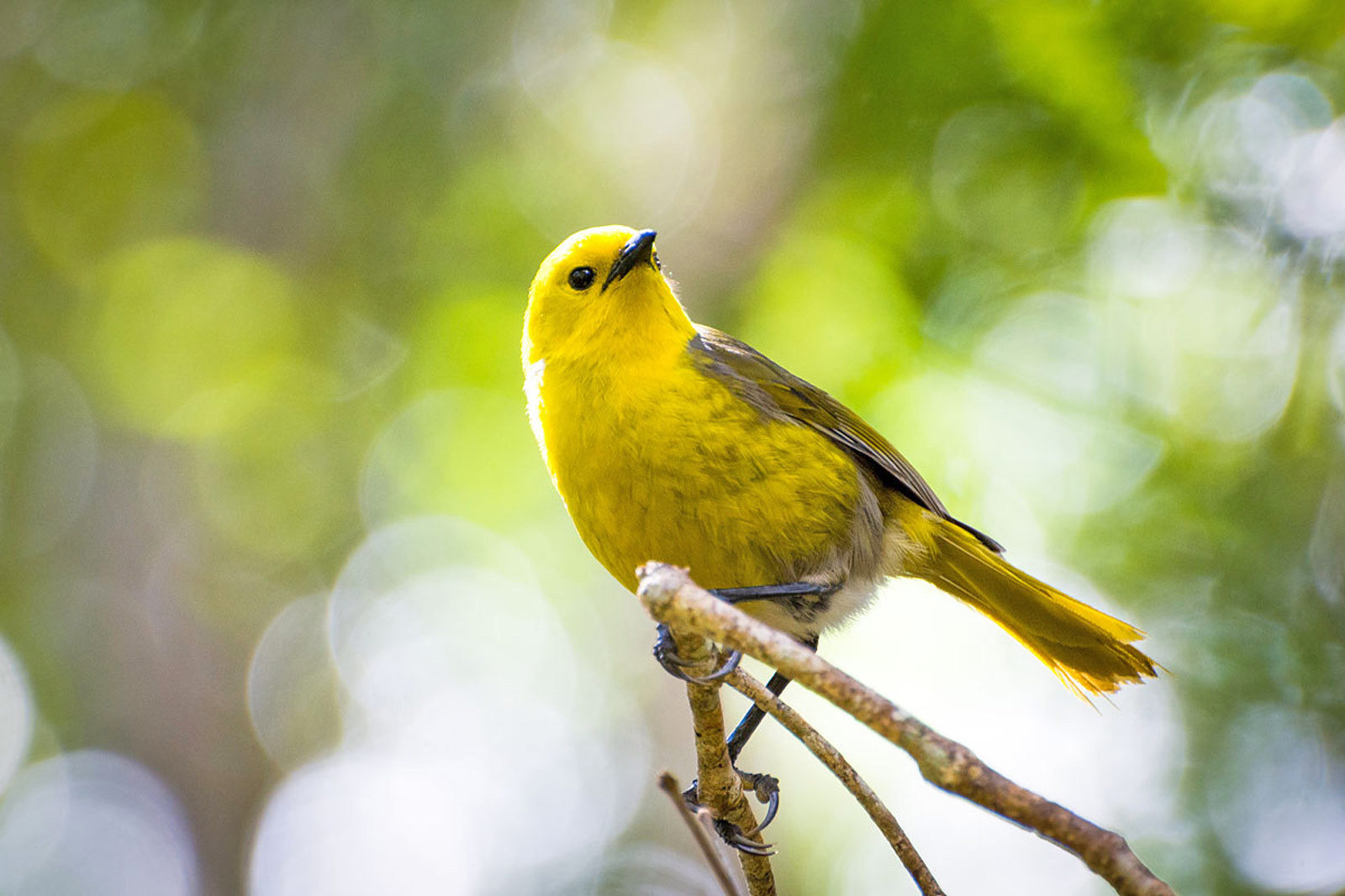 Flu Burung Mematikan Diprediksi Menjalar di New Zealand dalam Hitungan Bulan