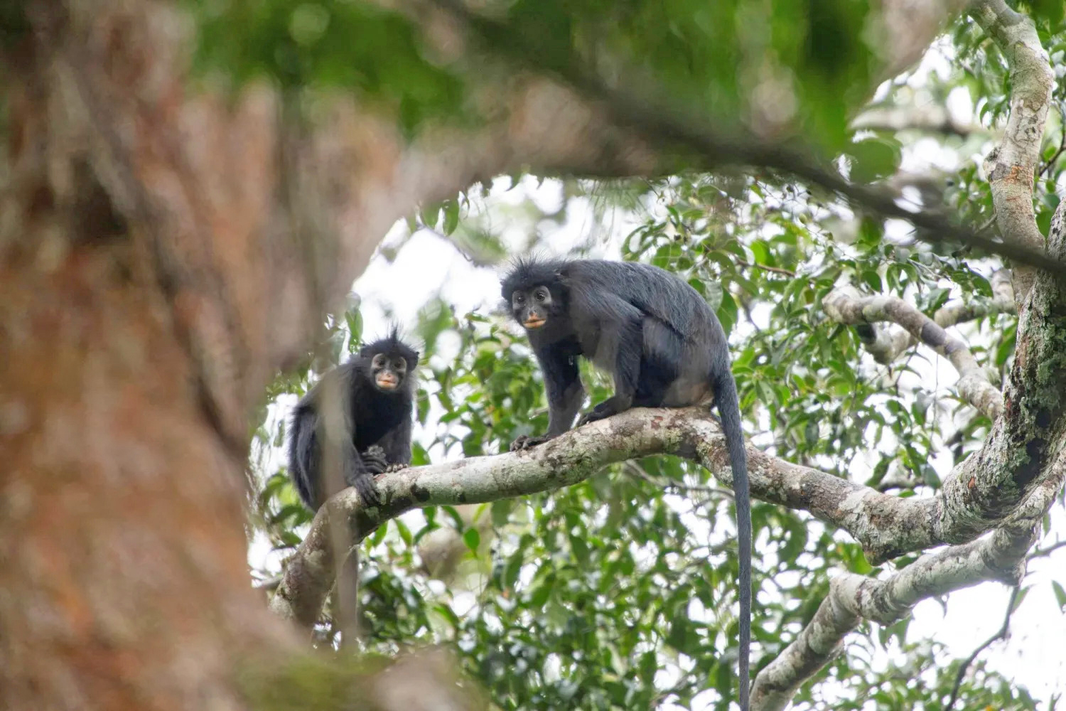 Spesies Monyet Baru Likweli Ditemukan di Pedalaman Hutan Kongo