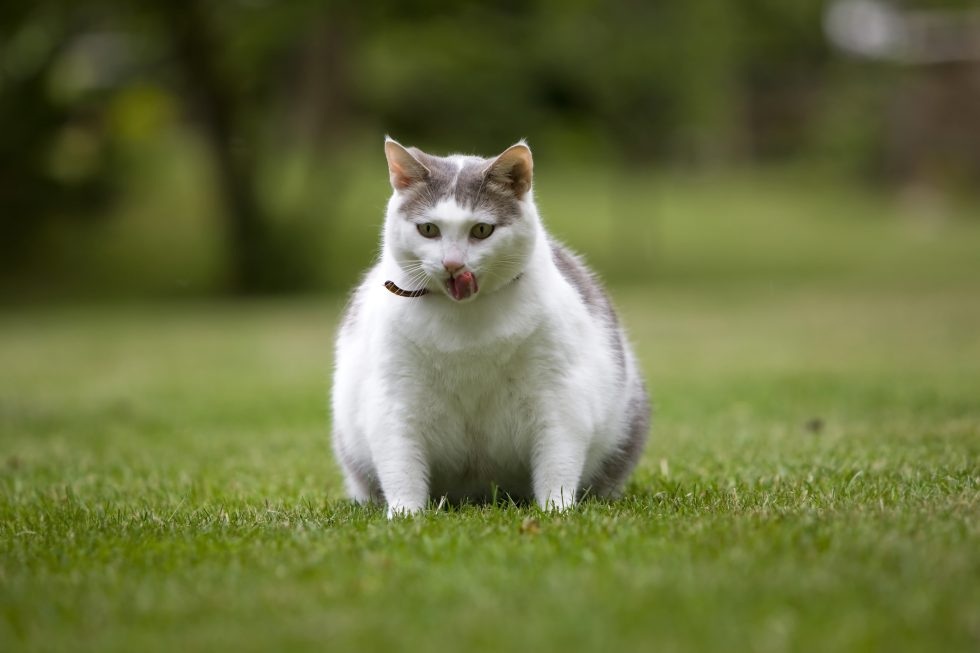 5 Tanda Kucing Anda Diberi Makan Berlebihan Menurut Dokte...
