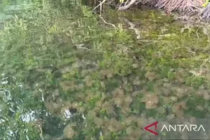 Keunikan Danau Kakaban Diop...