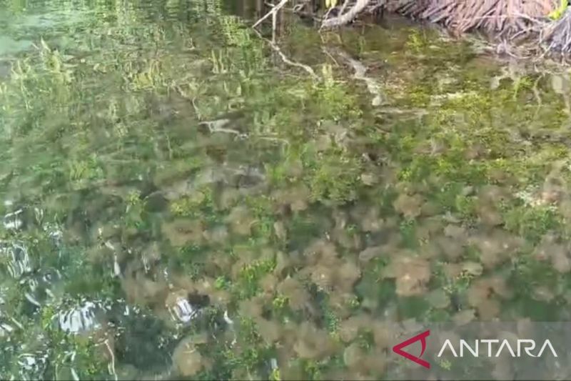 Keunikan Danau Kakaban Dioptimalkan untuk Dongkrak Pariwi...