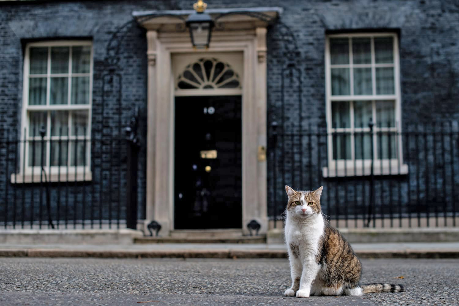 Larry the Cat Todong PM Baru Inggris dengan Tugas Unik