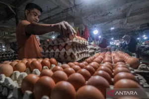 Bapanas Sebut Harga Telur Mulai Pulih usai Sempat Anjlok