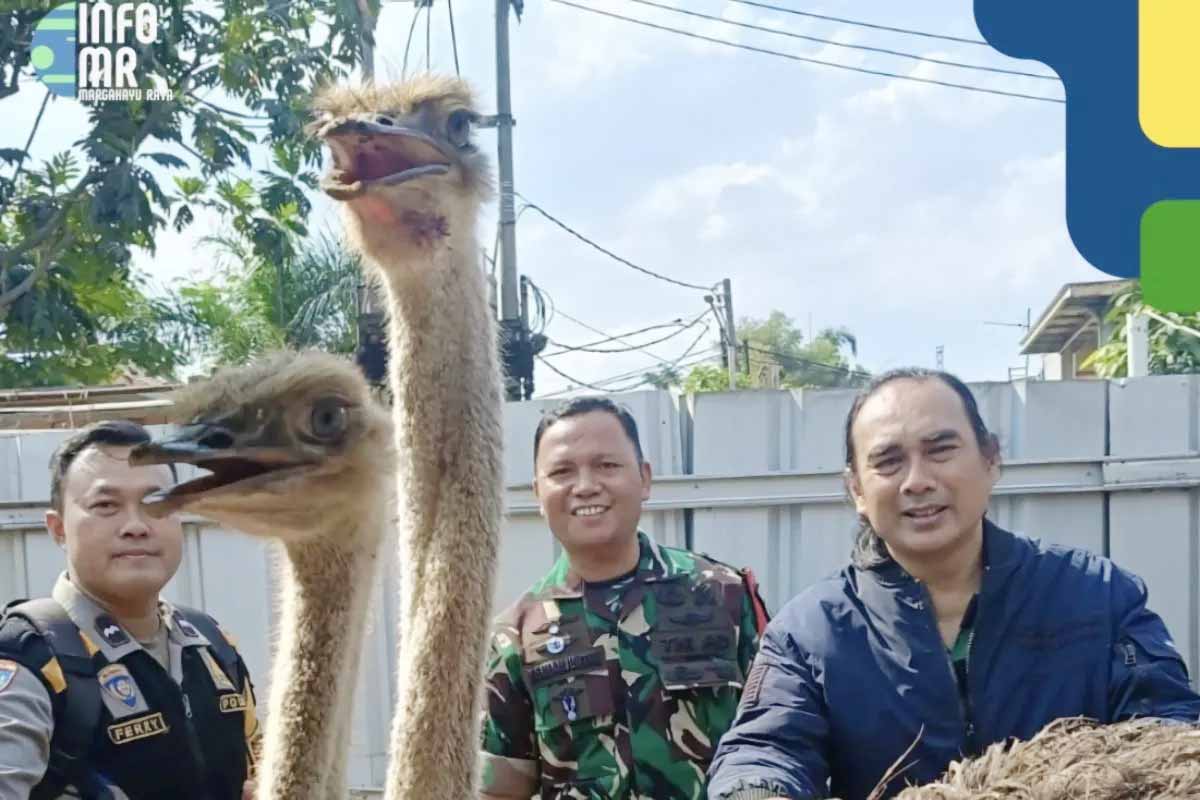 Geger! Warga Jalan Rancabolang Bandung Dihebohkan Dua Burung Unta Kejar Pengendara, Ini Kronologinya!