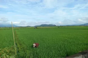 Kemarau Ancam Produksi Pert...