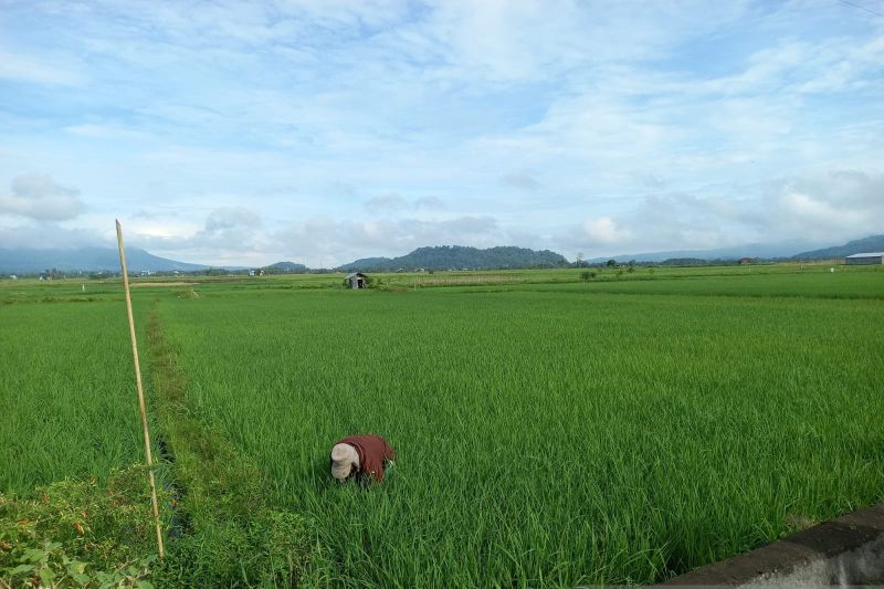 Kemarau Ancam Produksi Pertanian, Pemprov Sulut Bergerak ...