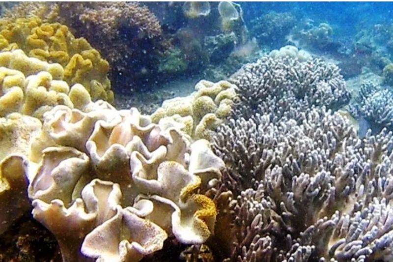 Kutai Timur Susun Peta Jalan Pengembangan Wisata Pulau Miang, Fokus Ekowisata Bahari.