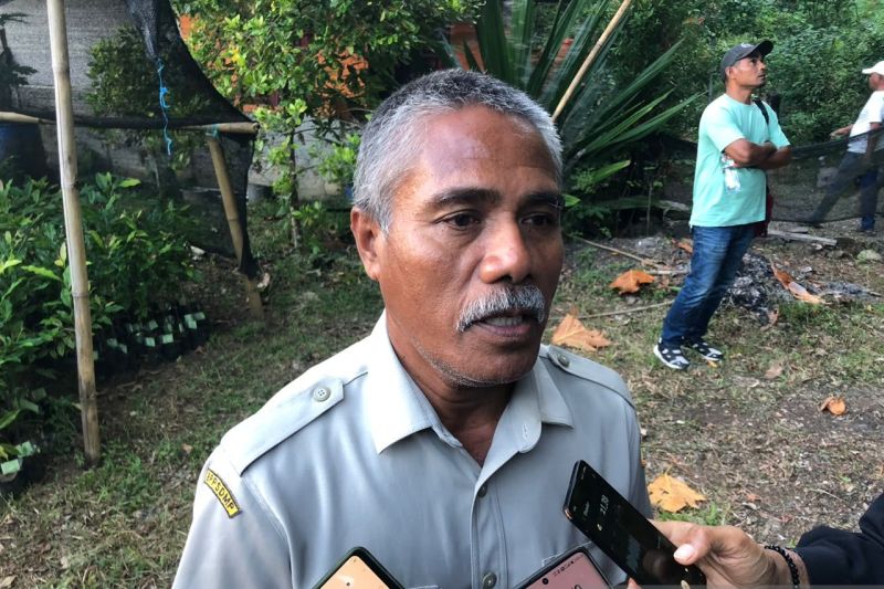 BPP Leihitu Barat Dampingi Petani Kembangkan Pala, Produk...