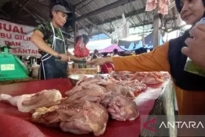 Disperindag Babel Tambah Stok 80 Ton Daging Ayam untuk Turunkan Harga 