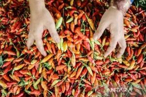 Harga Cabai Rawit Rp55.150 Per Kg, Telur Ayam Rp29.600 Per Kg