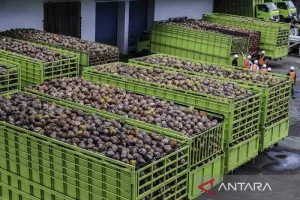 Indonesia Kuasai Pasokan Kelapa Malaysia, Kementan Dorong Hilirisasi