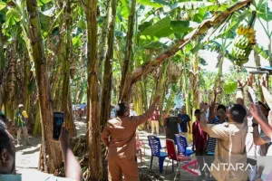 Kabupaten Teluk Wondama Panen Perdana Pisang Seluas 10 Hektare di Maimari