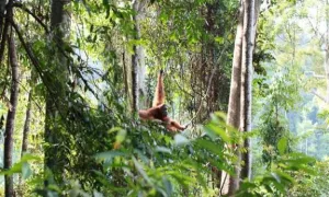 Kekayaan Hayati Indonesia Jadi Fondasi Ketahanan Pangan dan Iklim