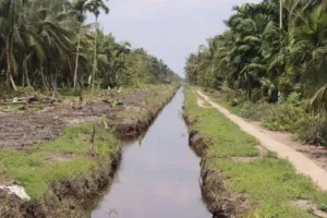 Kementan Beberkan Fakta Mengejutkan, Kebun Kelapa Tua Hambat Produksi Nasional