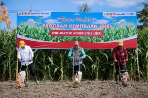 Pemerintah Dorong Petani Jagung Perkuat Kelompok Tani lewat Akses KUR
