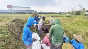 Pemkab Bandung Barat Siapkan Berbagai Upaya Lindungi Produksi Padi