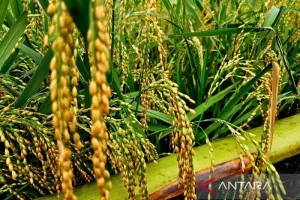 Pertanian Modern Masuk Natuna, Kementan Bidik Lonjakan Produksi Padi