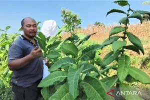 Petani Beralih Komoditas, Luas Tanam Tembakau di Magetan Berkurang pada 2026