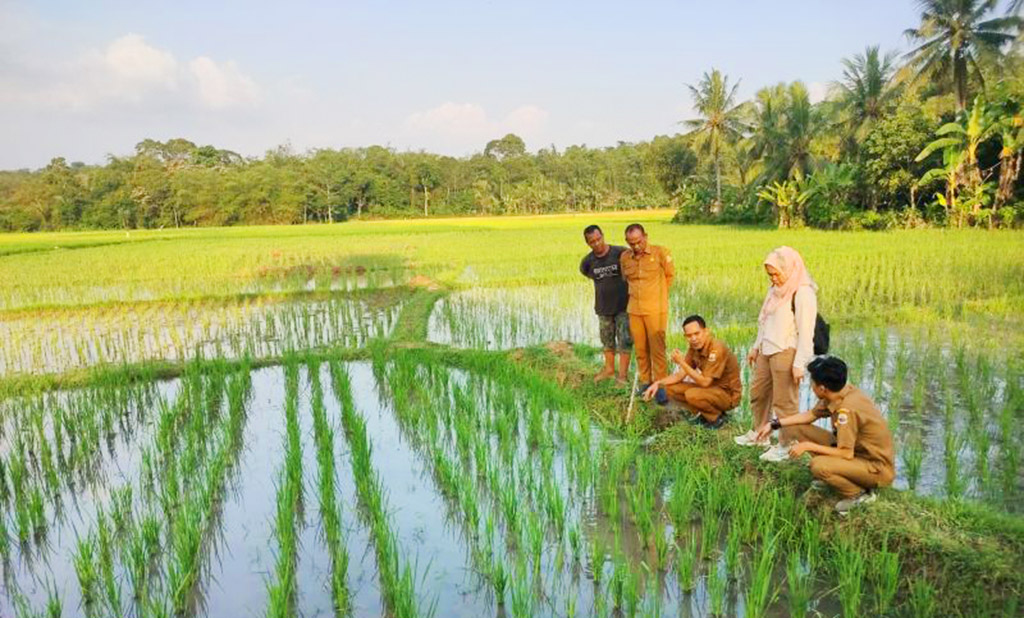 Petani Lebak Manfaatkan Pompa untuk Jaga Tanaman Padi Hin...