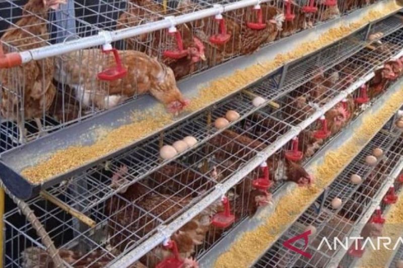Babel Perkuat Stok Telur Ayam Ras dengan Tambahan 32,9 Ton, Harga Dijaga Tetap Stabil.