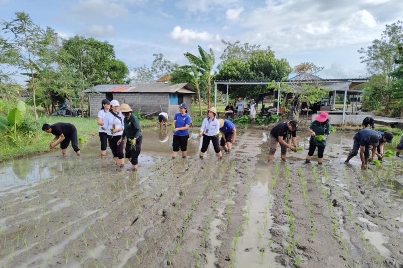Gerakan Tanam Padi Cakrabuana Agritan Digelar di Denpasar, Produktivitas Petani Jadi Fokus.