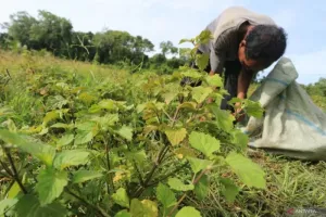 Pemprov Aceh Bidik Nilai Tambah Nilam, Resi Gudang Disiapkan Jadi Kunci Hilirisasi