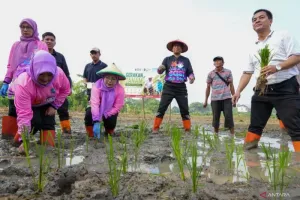 Pemprov DKI Susun Aturan Gerakan Menanam Tanaman Pendamping Beras