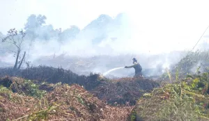 Tinggal Jarak 1 KM, Pusat Rehabilitasi Orang Utan Terancam Karhutla Kalbar