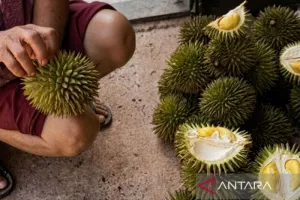Budi Daya Durian Kelinjau Berbasis Agroforestri, Solusi Hijau Selamatkan Lahan Kritis