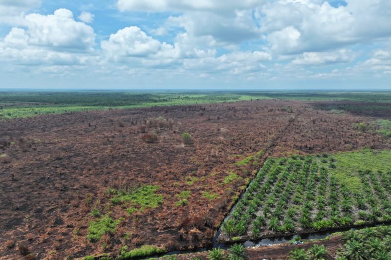 Kebakaran Hutan dan Lahan 80 Hektar di Bengkalis Berhasil...