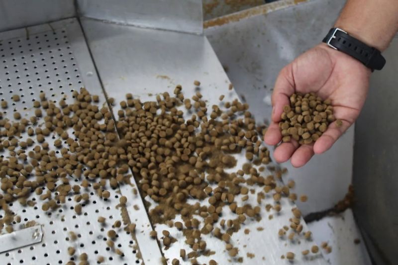 DKP Lampung Perkuat Pengembang Pakan Ikan Mandiri untuk T...