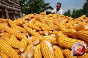 Kemarau Picu Harga Jagung di Gorontalo Naik akibat Gagal Panen
