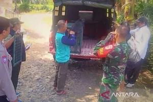 Kemenhut Selamatkan Lutung ...