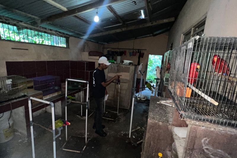 Polda Maluku Selidiki Kepemilikan Ilegal 57 Burung Dilindungi dan Endemik di Ambon.