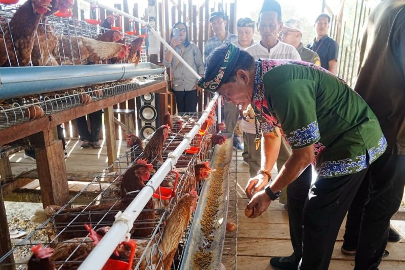 Berhasil! Program 6.500 Ayam Petelur di Kaltara Mulai Panen, Ketahanan Pangan Makin Kuat