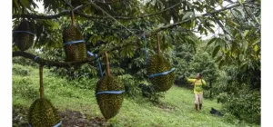 Dari Cawang Kidau, Durian K...