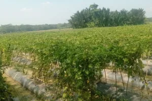 Hadapi Musim Kemarau, Petani Lebak Kembangkan Tanaman Sayuran 
