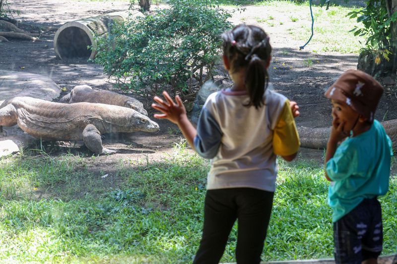 Kasus Rp10,2 Miliar di Kebun Binatang Surabaya Jadi Alarm...