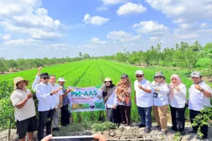 Luas Tambah Tanam Padi Capai 1.005 Hektare, Kalsel Targetkan Produksi 1,3 Juta Ton