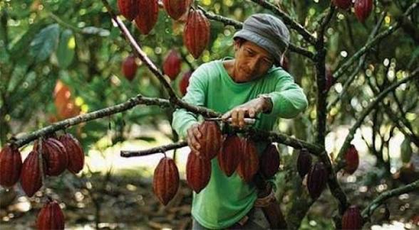 Naik 30,1%! Industri Pengolahan Kakao RI Tumbuh Cepat, Kuasai 49% Pasar Asia