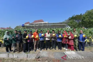 Pemkab Bangkalan Bersama Universitas Trunojoyo Kembangkan Tanaman Melon dengan Teknologi Irigasi Tetes